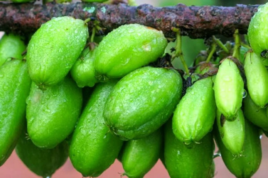 buah-belimbing-wuluh-